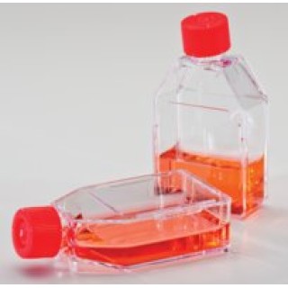 25cm Cell Culture Flasks